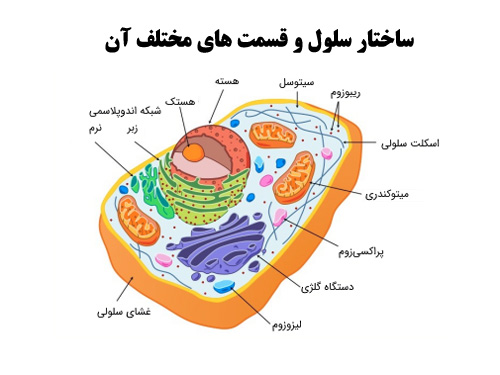 پاورپوینت ساختار سلول و بررسی سه بخش غشاء سيتوپلاسم و هسته 
