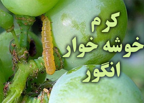 پاورپوینت در مورد کرم خوشه خوار انگور